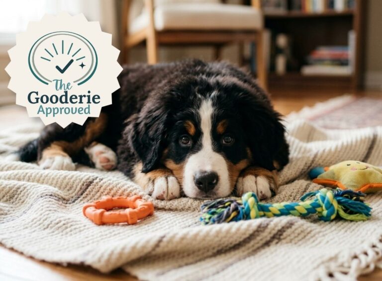 New Puppy Essentials: What I Actually Use with My Bernese Mountain Dog